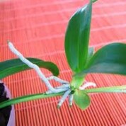 Keiki Power Pro — Clone Your Orchids!