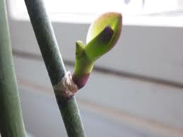 Keiki Growing!