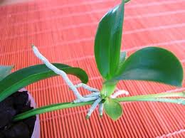 Keiki Power Pro — Clone Your Orchids!
